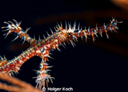Ghostpipefish by Holger Koch 